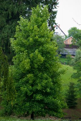 Liriodendron tulipifera - liliovník tulipánokvětý (77) - celek